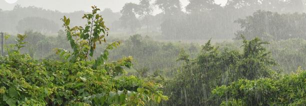 imatge de pluja sobre vegetació